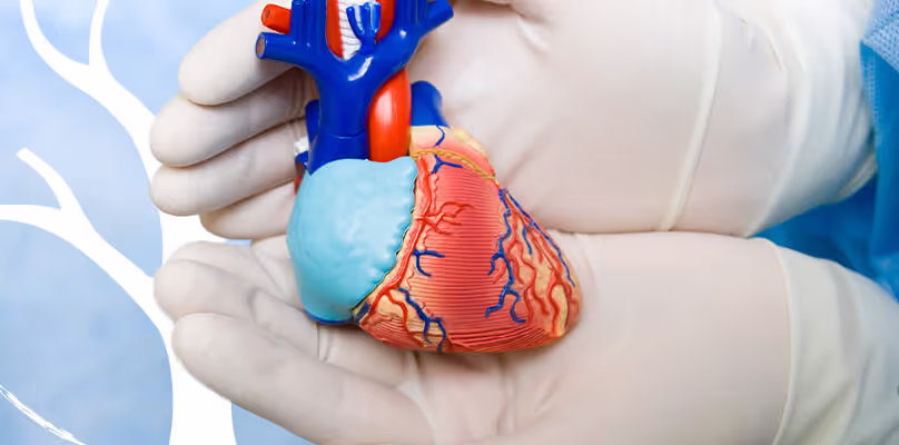 Coração de brinquedo repousando sobre mãos de um cirurgião com luvas brancas.